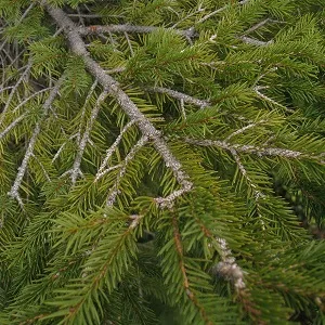 Хвойные опилки оптом в Воронеже купить - оперативная доставка по всей России