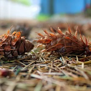 Хвойные опилки оптом в Воронеже от завода-производителя Лигнум Ресурс