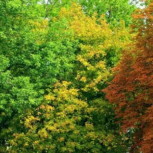 Лиственные опилки оптом в Воронеже купить - оперативная доставка по всей России