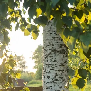 Опилки березовые оптом в Воронеже купить - оперативная доставка по всей России