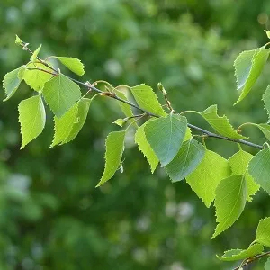 Опилки березовые оптом в Воронеже от завода-производителя Лигнум Ресурс