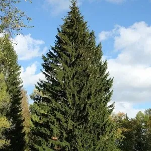 Еловые опилки оптом в Воронеже купить - оперативная доставка по всей России