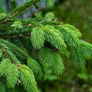 Еловые опилки оптом в Воронеже от завода-производителя Лигнум Ресурс