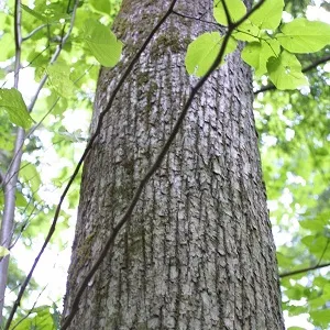 Опилки липовые оптом в Воронеже купить - оперативная доставка по всей России