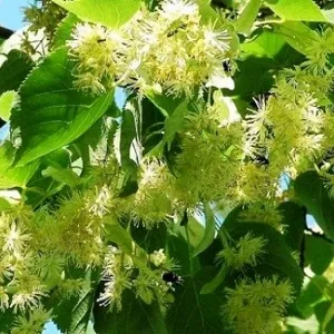 Опилки липовые оптом в Воронеже от завода-производителя Лигнум Ресурс