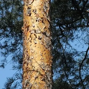 Сосновые опилки оптом в Воронеже купить - оперативная доставка по всей России