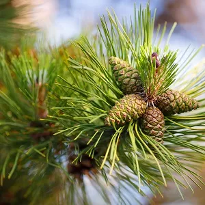 Сосновые опилки оптом в Воронеже от завода-производителя Лигнум Ресурс